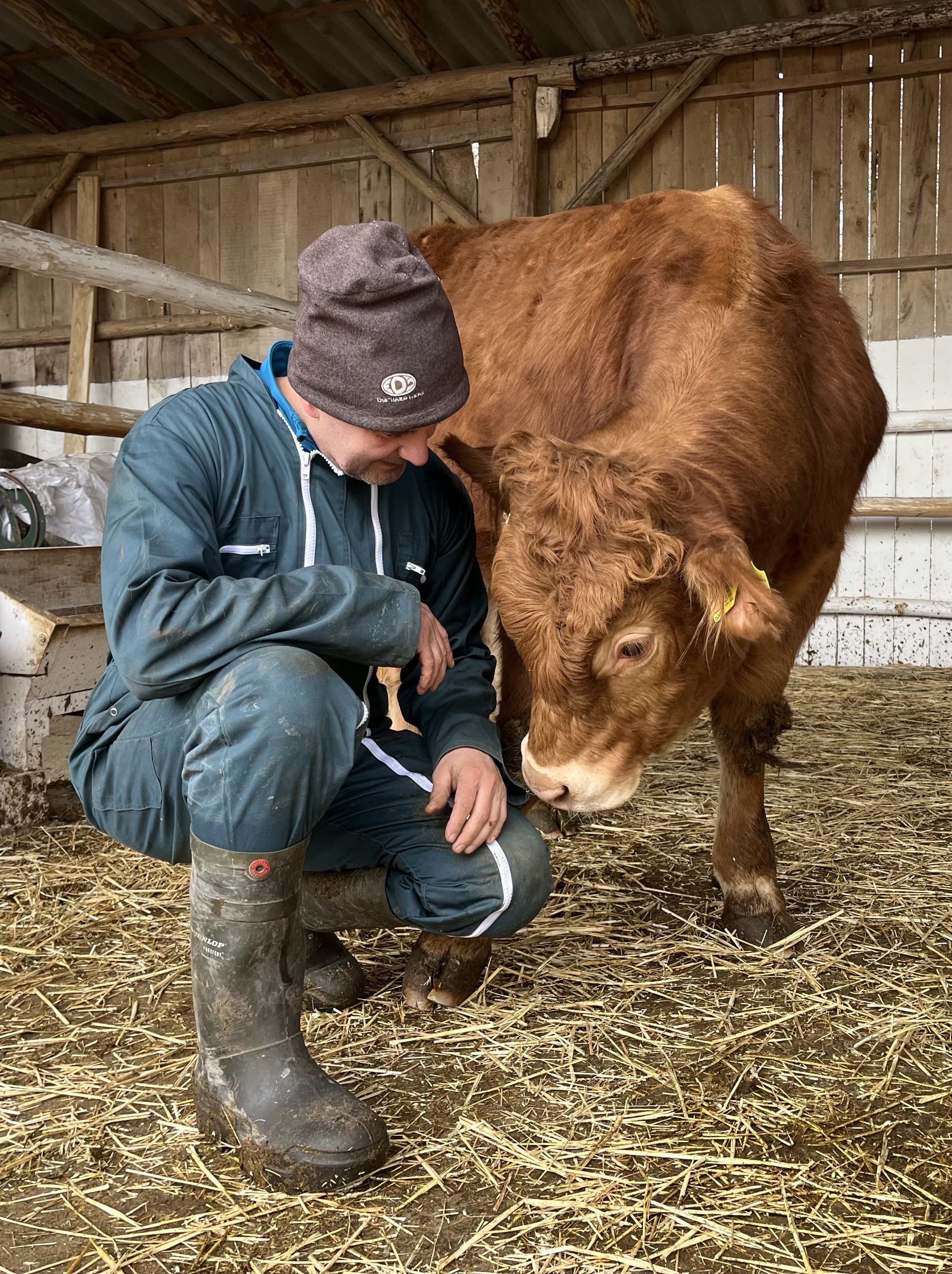 Mozsi Major gazda DAISY-sapkában egy limousin marha mellett, sellyei tenyészet