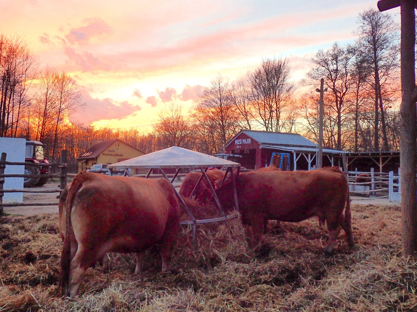 Mozsi Major — limousin tartás, legelő Sellyen