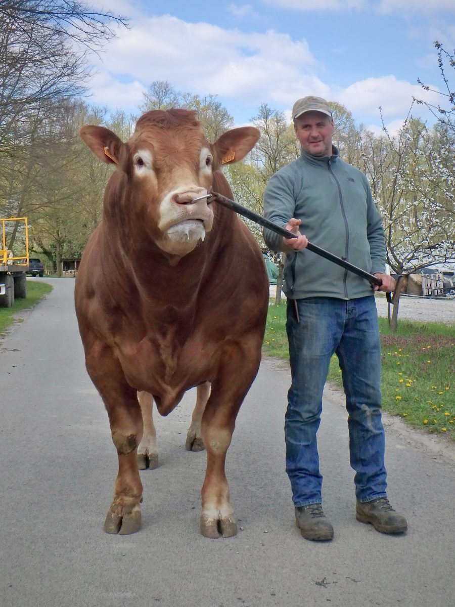 Mozsi József limousin tenyésztő egy bika mellett — Mozsi Major, Sellye